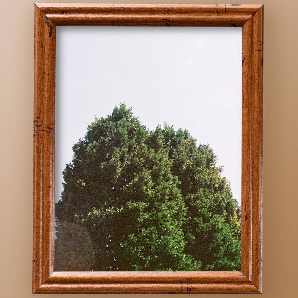8x10 Distressed Oak Picture Frame Matted to 5x7, photo 3