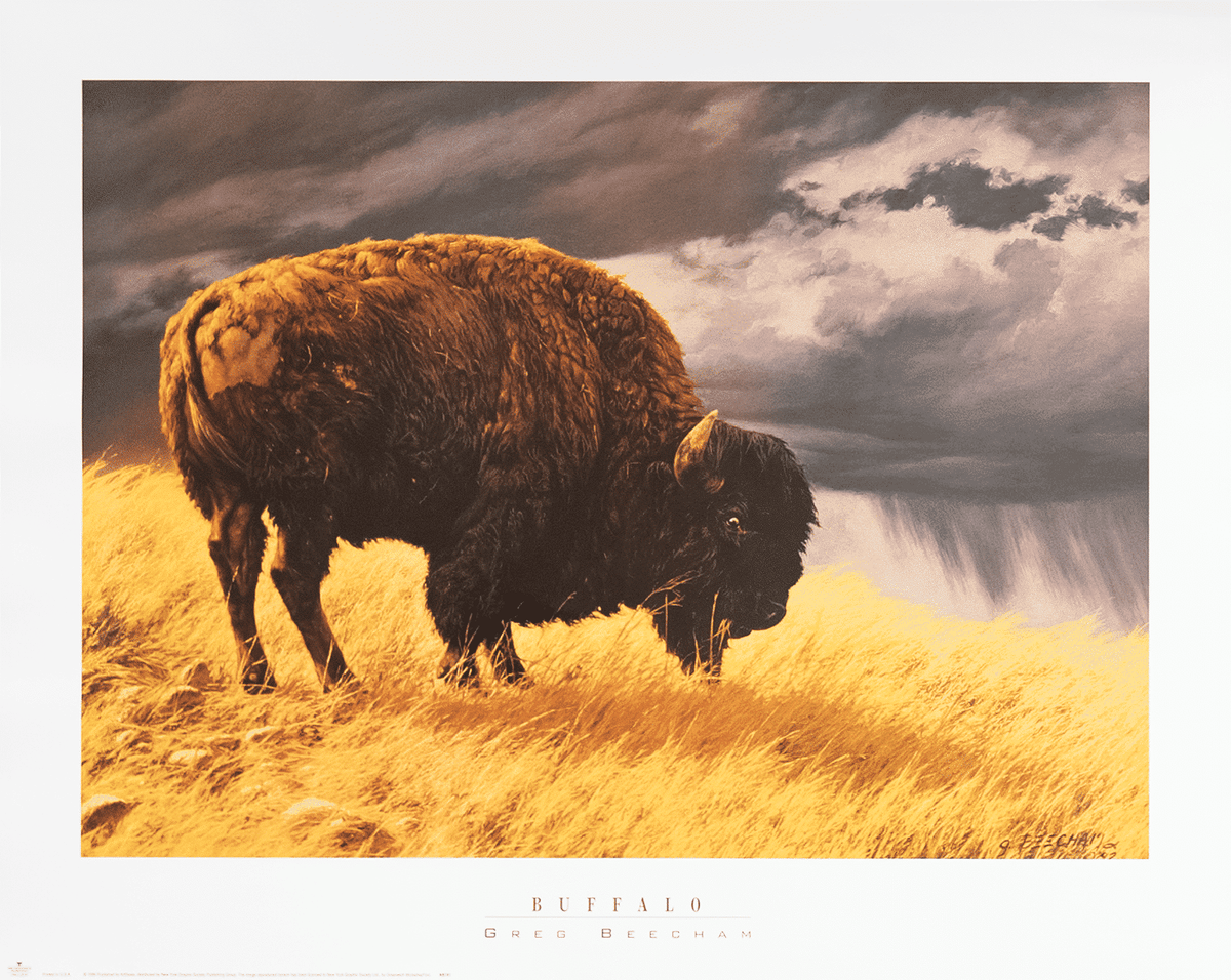 Buffalo by Beecham art print