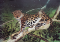 Leopards art print