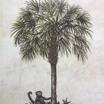 MONKEY & PALM I - 8x10 Inch