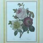 ROSE, ANEMONE, CLEMATIS - 8x10 Inch