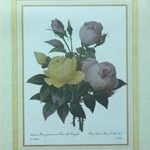 ELLEBORE - 8x10 Inch