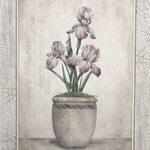 IMPERIAL IRIS - 8x10 Inch