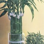 LUCKY BAMBOO I - 8x20 Inch