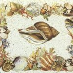SHELLS - 8x10 Inch