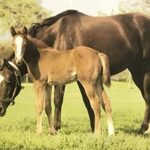 HORSE & COLT - 8x10 Inch