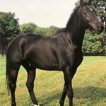 BLACK STALLION - 8x10 Inch
