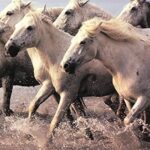 WHITE HORSES - 8x10 Inch