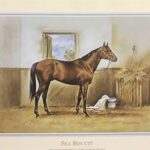 SEA BISCUIT II - 8x10 Inch