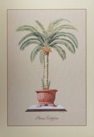 Phoenix Dactylisera, by Bender - 24x36 Art Poster Print for Wall, Home Decor - Image 2