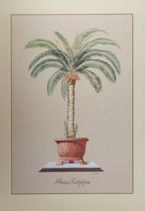 Phoenix Dactylisera, by Bender - 24x36 Art Poster Print for Wall, Home Decor - Image 2