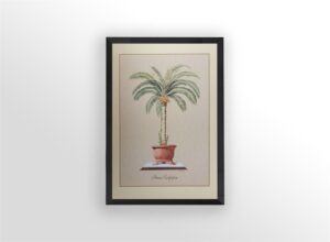 Phoenix Dactylisera, by Bender - 24x36 Art Poster Print for Wall, Home Decor - Image 3