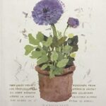 RANUNCULUS - 8x10 Inch