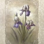 IRIS SCROLL - 8x10 Inch