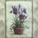 POTTED IRIS - 8x10 Inch