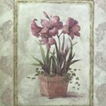 POTTED AMARYLLIS - 8x10 Inch