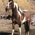 BROWN & WHITE HORSE - 8x10 Inch