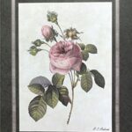 CENTFEUILLE CRISTATA - 8x10 Inch