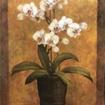 WHITE ORCHIDS - 8x10 Inch