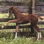 BROWN FOAL - 8x10 Inch