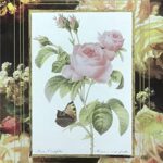 ROSE CENTIFOLIA - 8x10 Inch