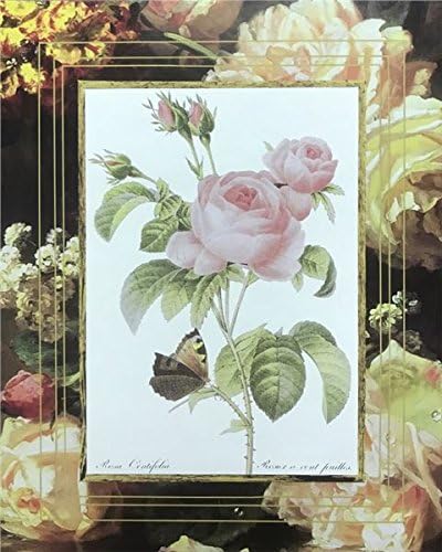 img1 ROSE CENTIFOLIA - 8x10 Inch - Image 1