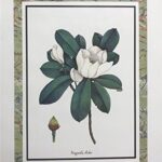 MAGNOLIA ASHEI - 8x10 Inch