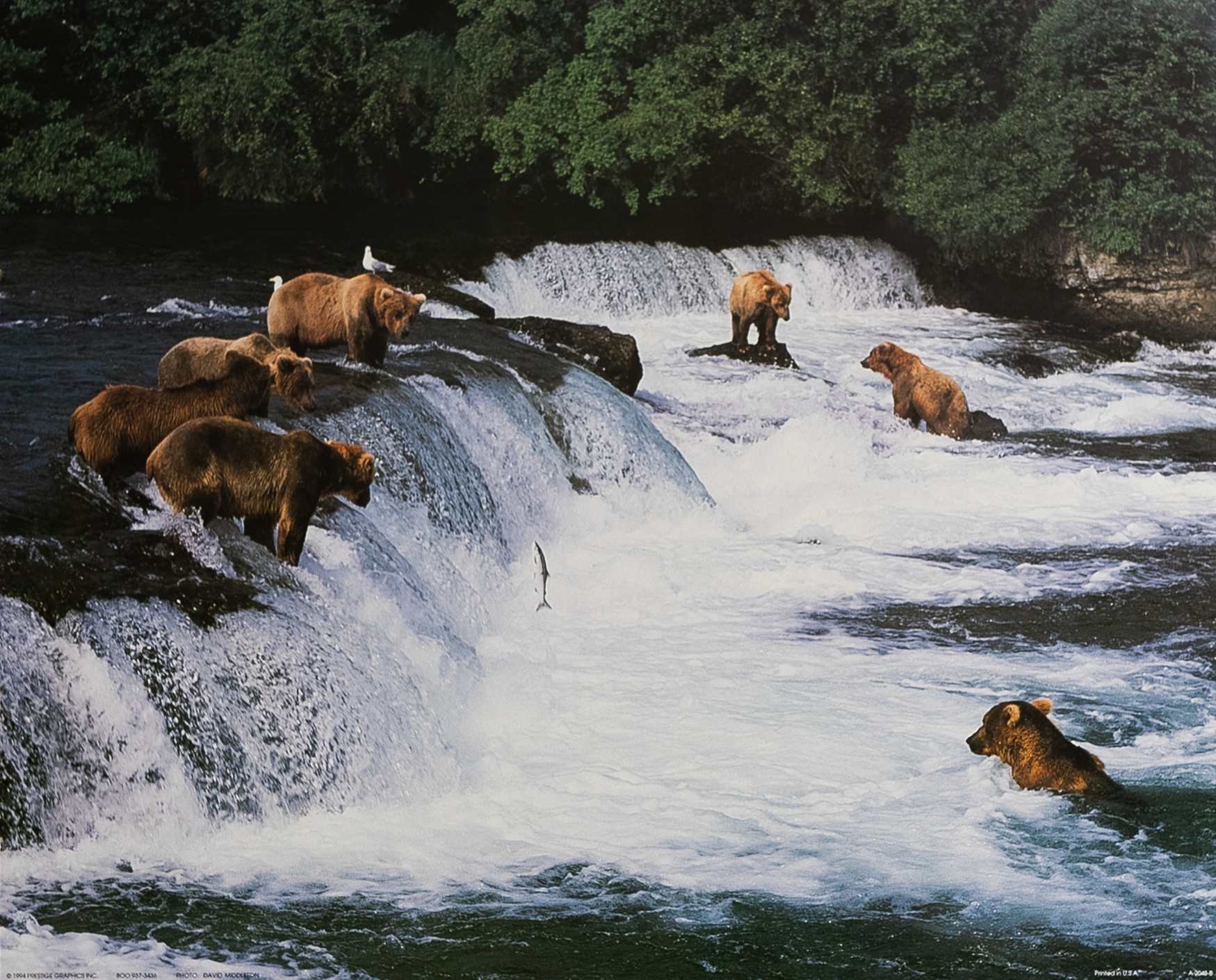 Bears Fishing, Art Poster Print for Wall, Home Decor