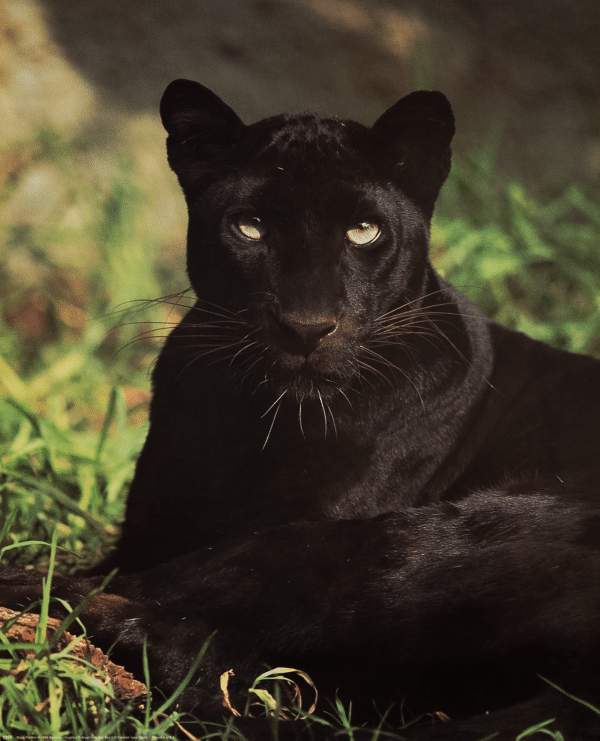 Black Panther, Art Poster Print for Wall, Home Decor