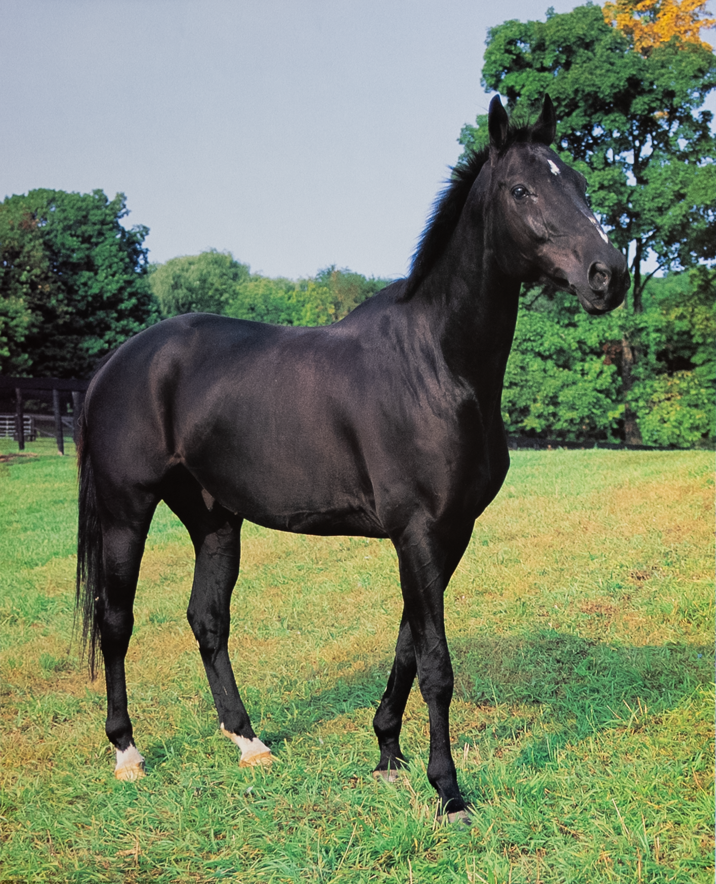 Black Stallion by Binzen, Art Poster Print for Wall, Home Decor