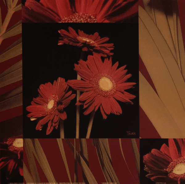 Crimson Gerberas by Craven, Art Poster Print for Wall, Home Decor