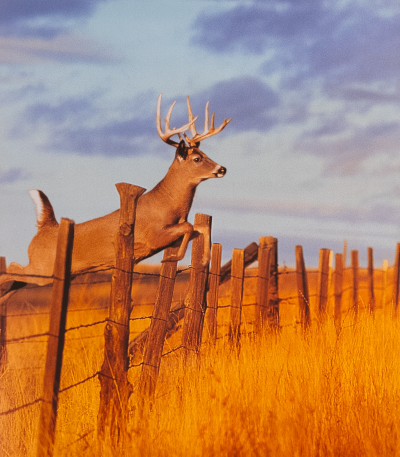 Deer Jumping Fence art print by Bryan