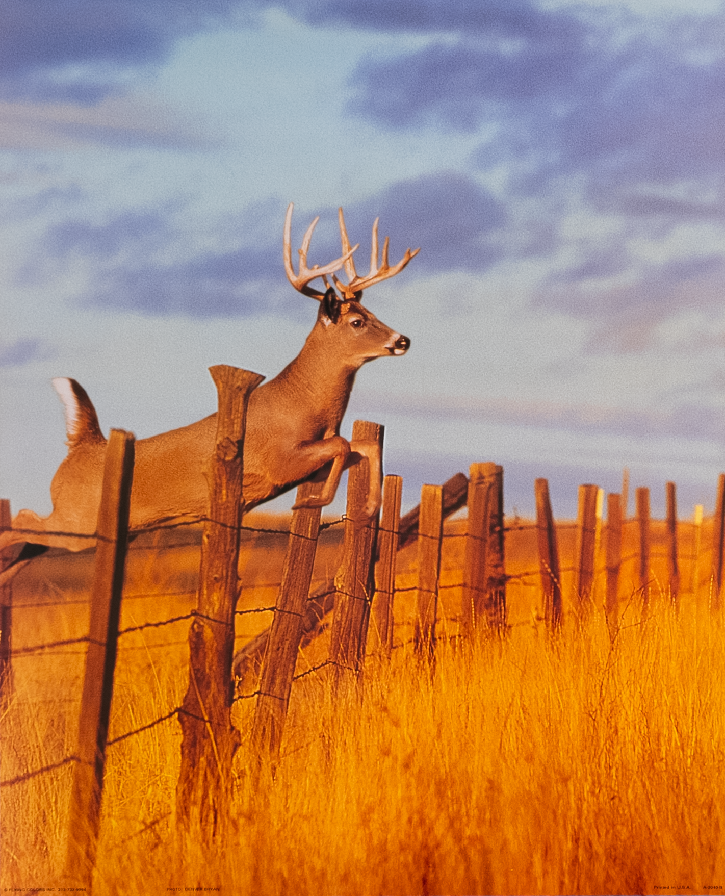 Deer Jumping Fence by Bryan, Art Poster Print for Wall, Home Decor