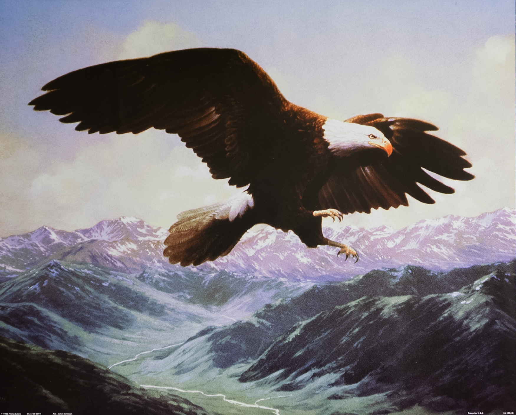 Eagle in Flight II by Tennison, Art Poster Print for Wall, Home Decor