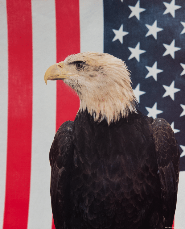 Eagle in Front of Flag, Art Poster Print for Wall, Home Decor