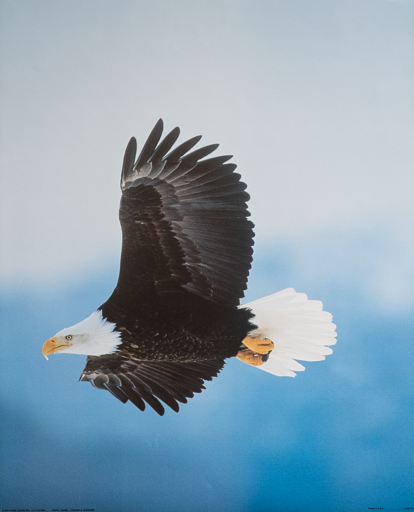 Flying Eagle I by Cox, Art Poster Print for Wall, Home Decor