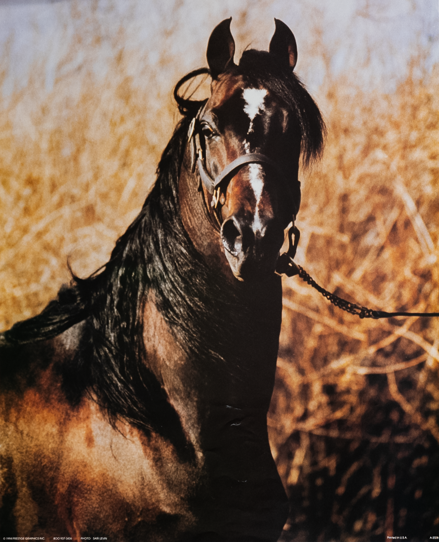 Horse With Lead by Lerin, Art Poster Print for Wall, Home Decor