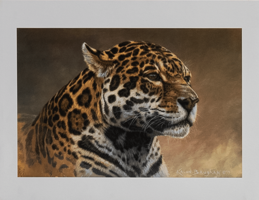 Leopard by Boughan, Art Poster Print for Wall, Home Decor