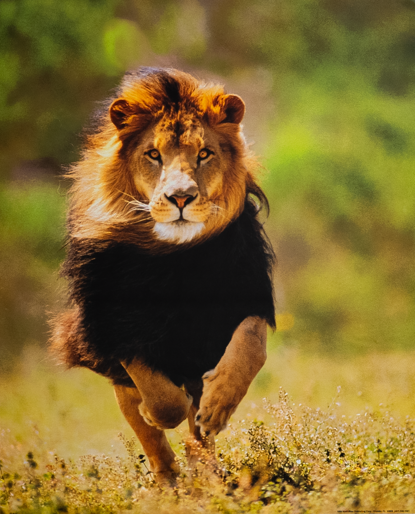 Lion Running, Art Poster Print for Wall, Home Decor