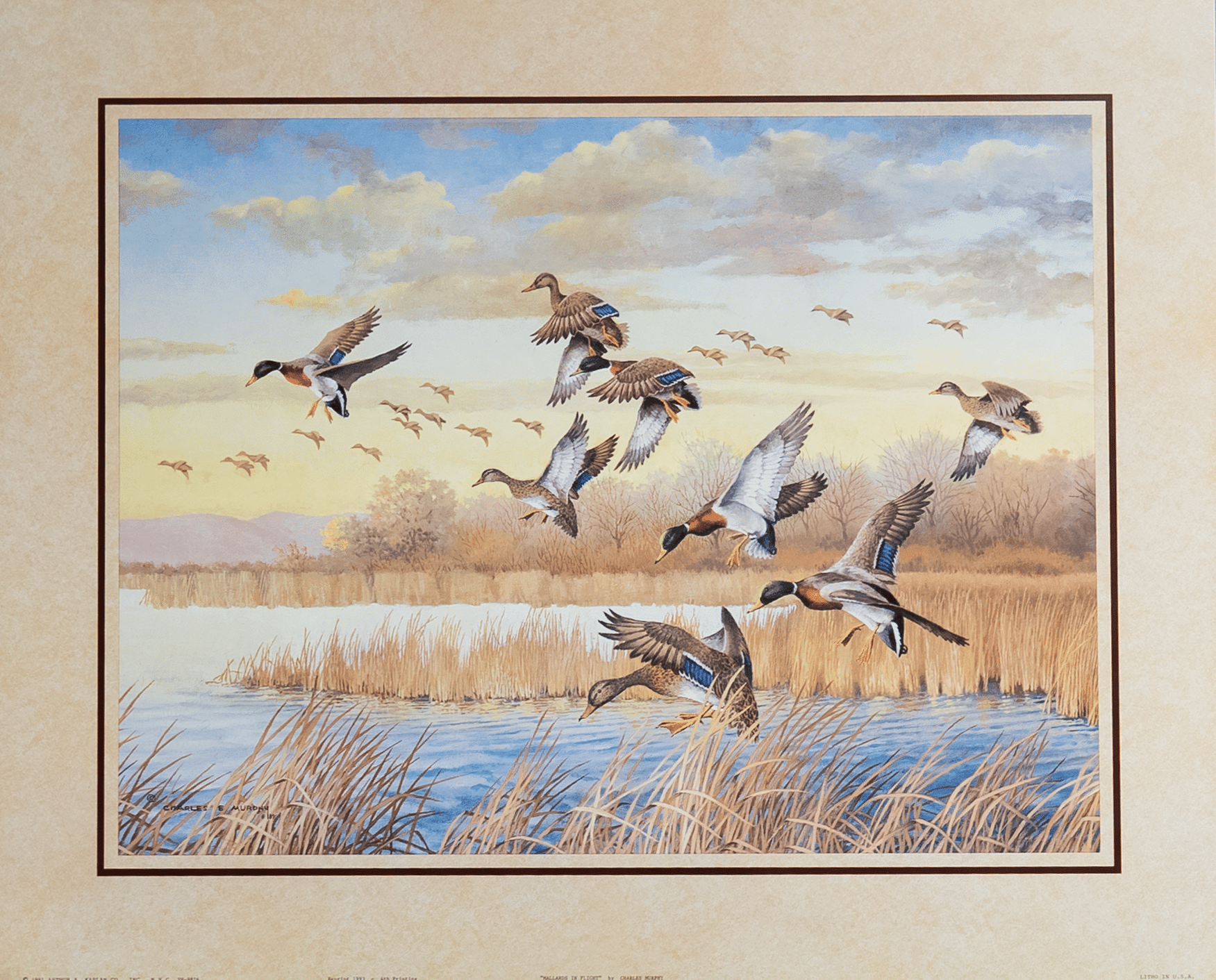 Mallards in Flight by Murphy, Art Poster Print for Wall, Home Decor
