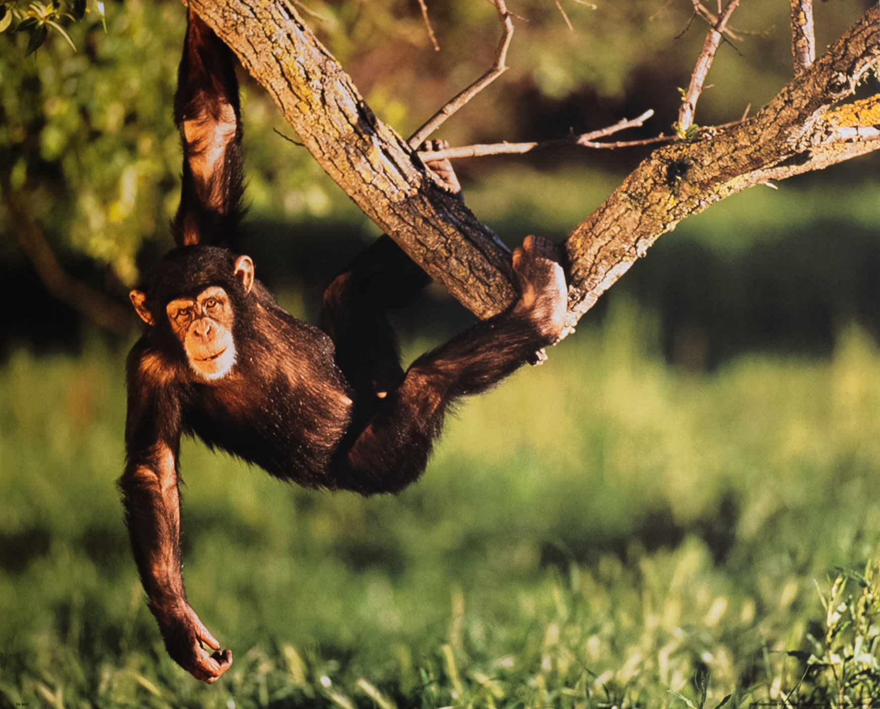 Monkey, Art Poster Print for Wall, Home Decor
