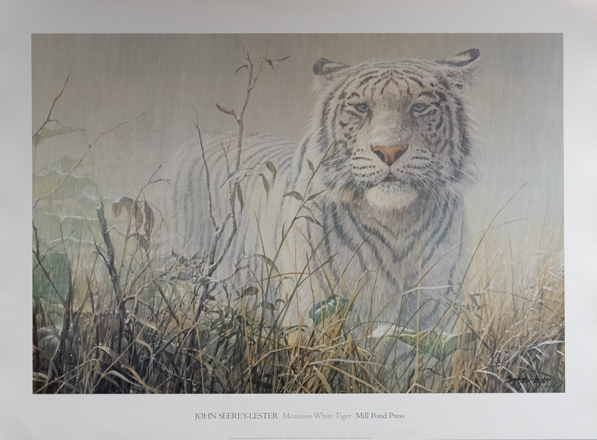 Monsoon White Tiger by Seerey-Lester, Art Poster Print for Wall, Home Decor