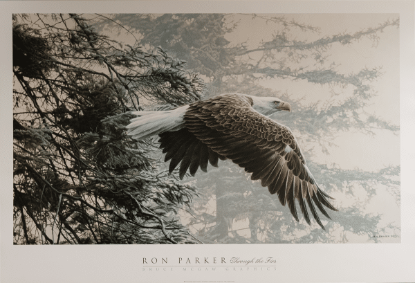 Through the Firs by Parker, Art Poster Print for Wall, Home Decor