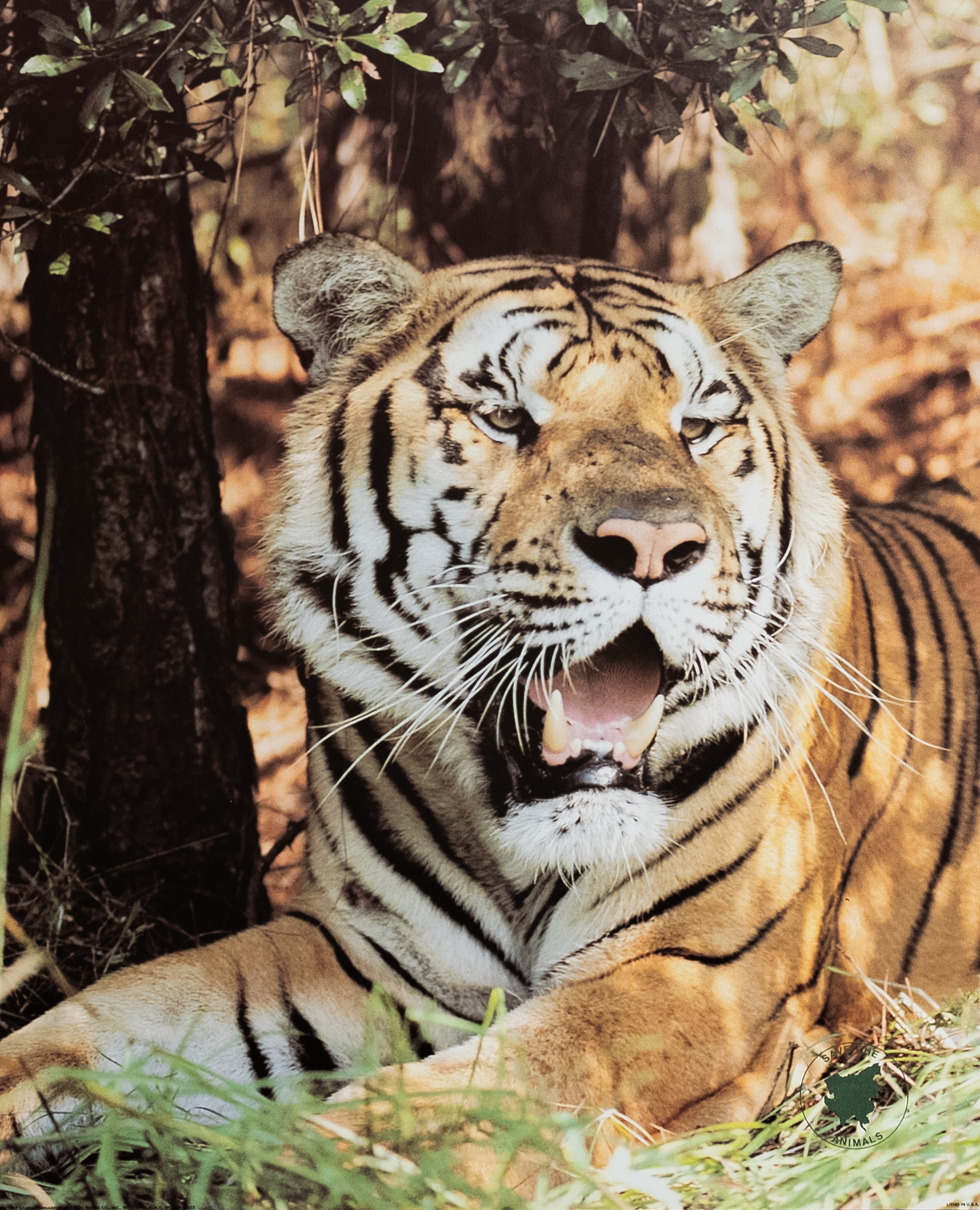 Tiger, Art Poster Print for Wall, Home Decor