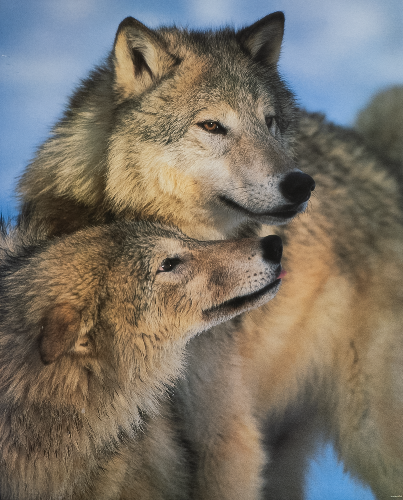 Two Wolves by Greenberg, Art Poster Print for Wall, Home Decor
