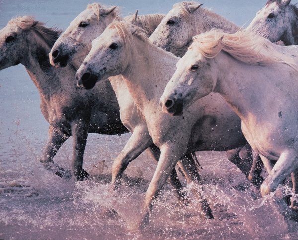 White Horses, Art Poster Print for Wall, Home Decor