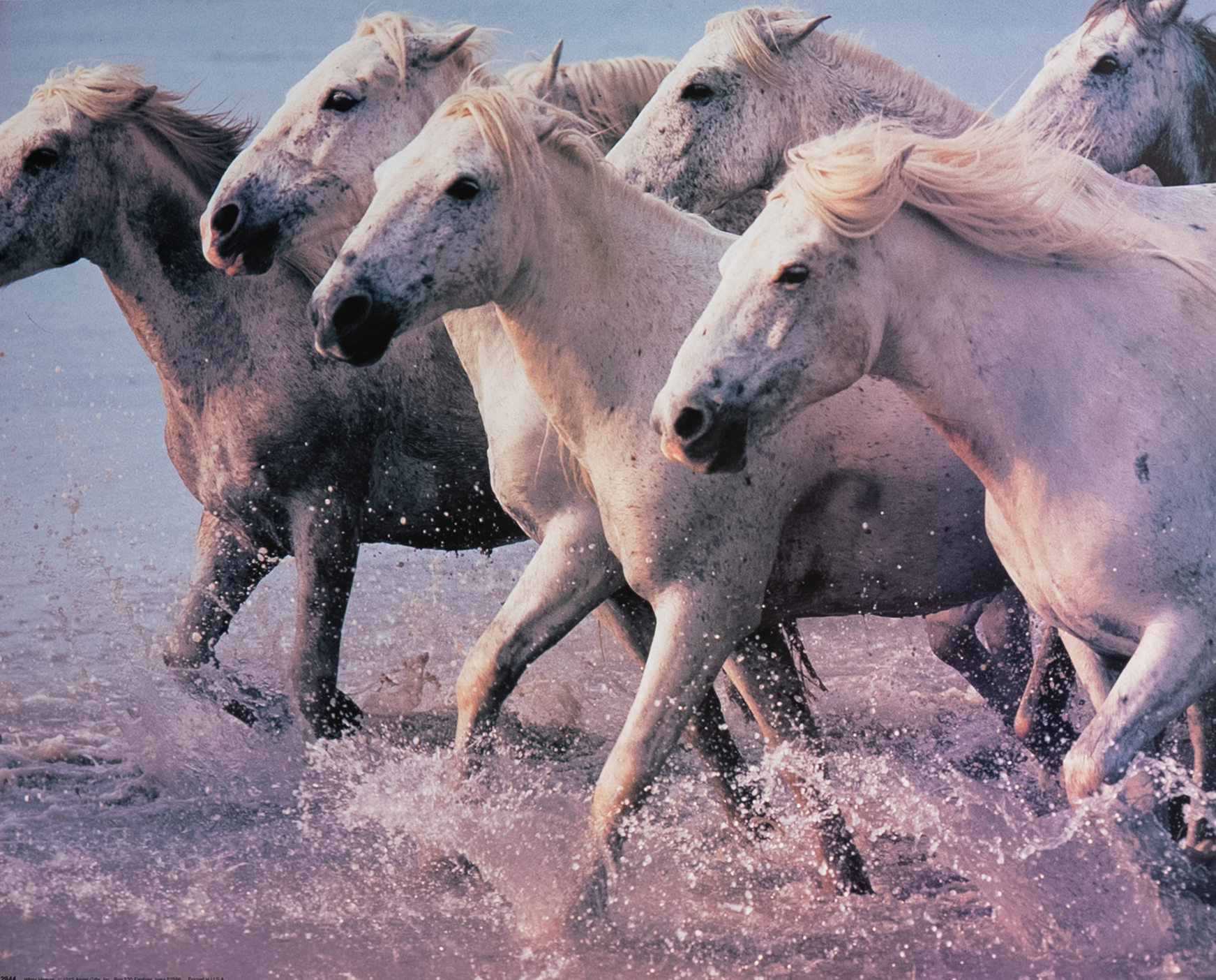 White Horses, Art Poster Print for Wall, Home Decor