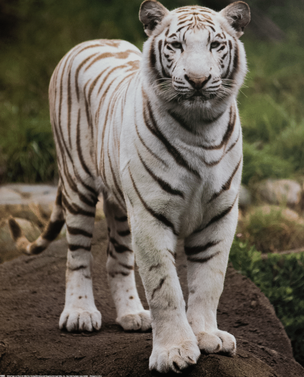 White Tiger by Kimball, Art Poster Print for Wall, Home Decor