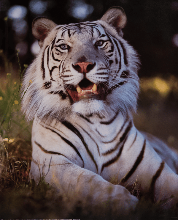 White Tiger Close Up I art print by Martin-Vegue