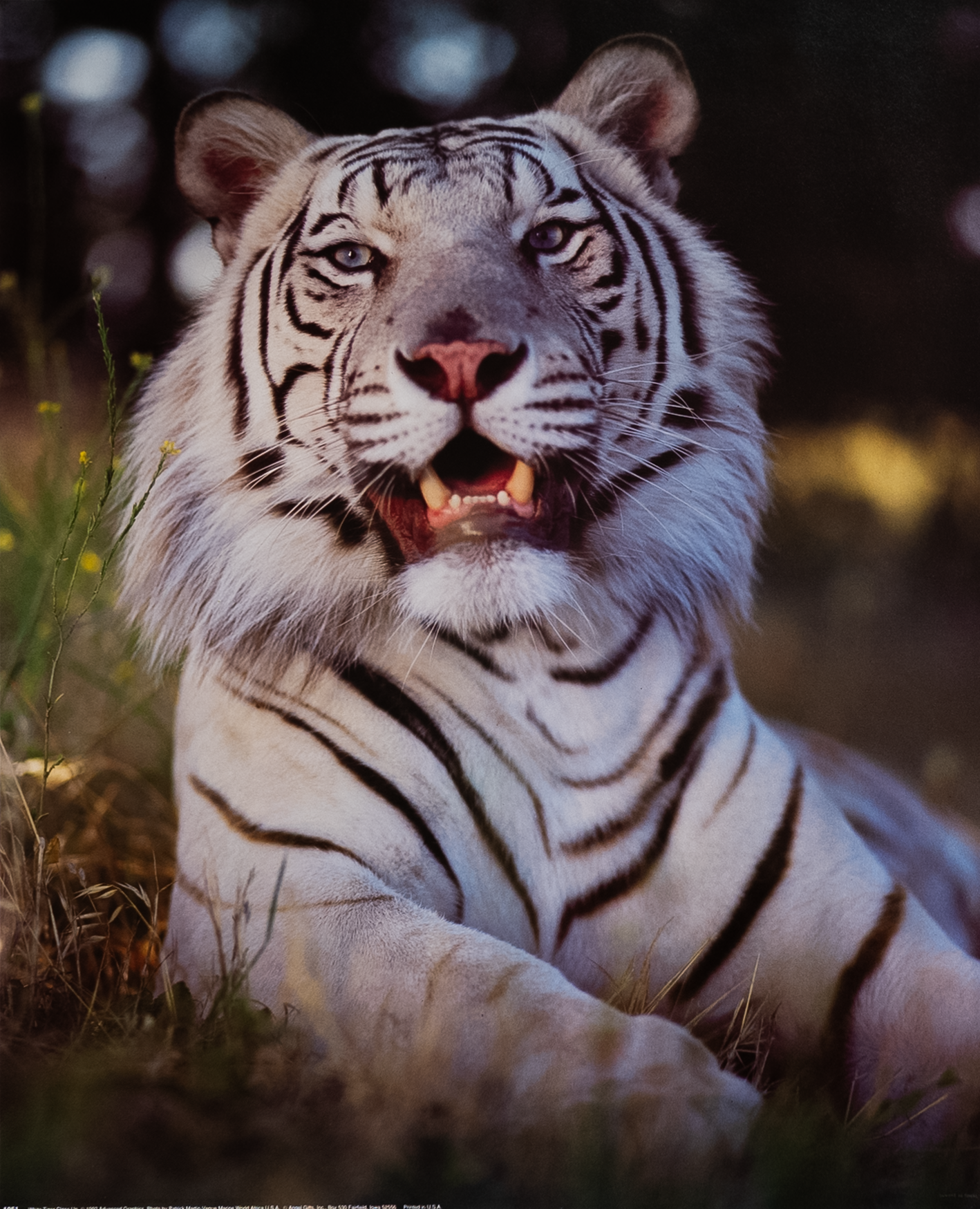 White Tiger Close Up I by Martin-Vegue, Art Poster Print for Wall, Home Decor